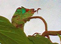 ����� ������ ���